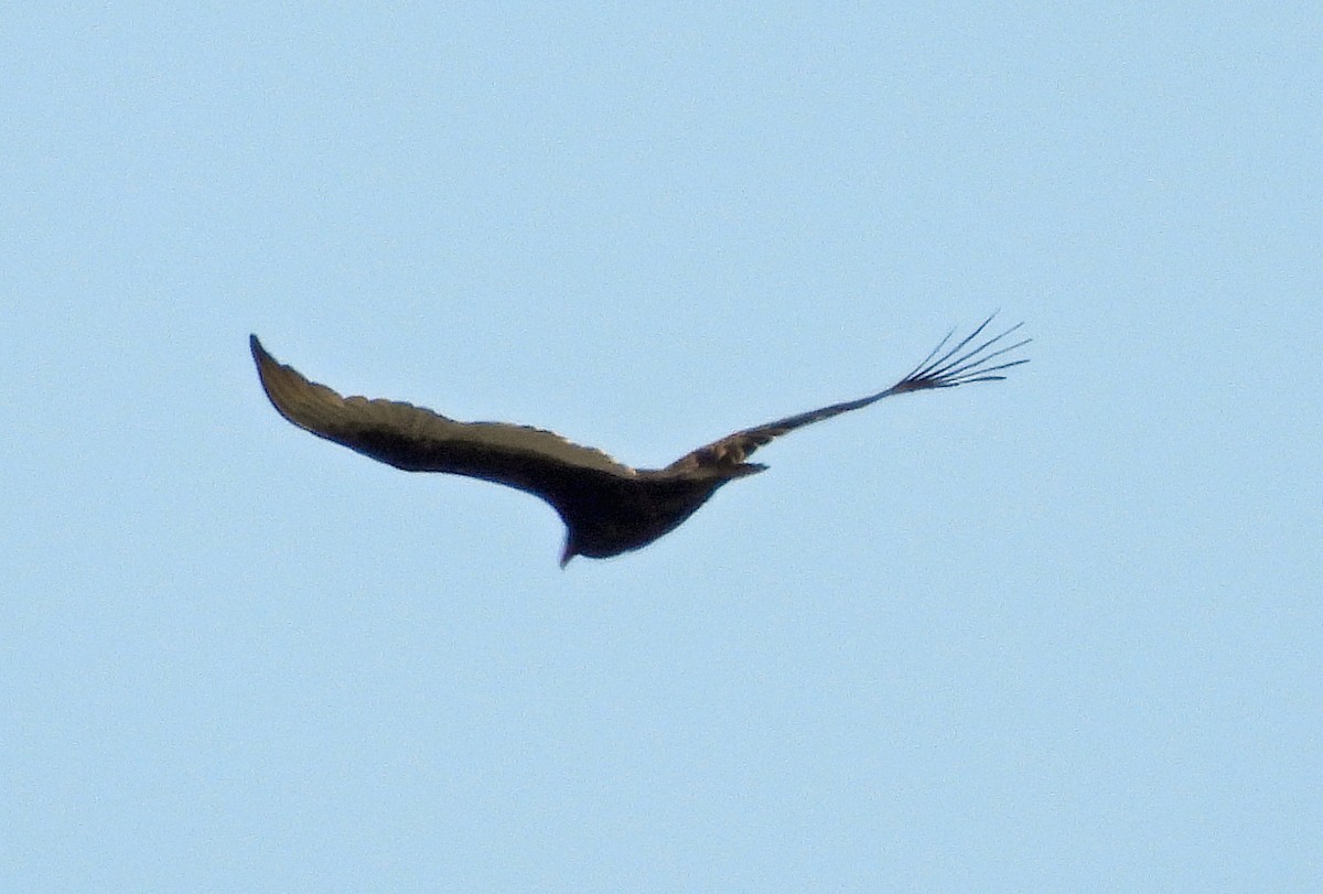 Turkey Vulture - ML615808437