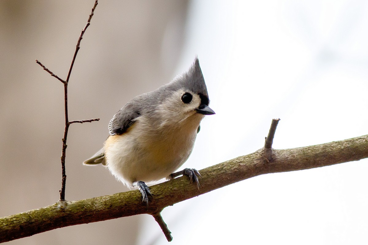 Tufted Titmouse - ML615808447