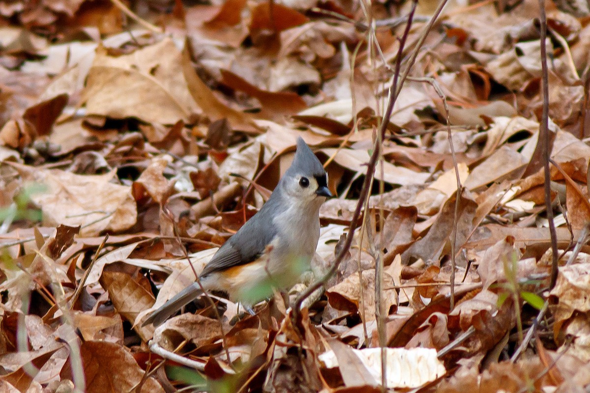 Tufted Titmouse - ML615808448