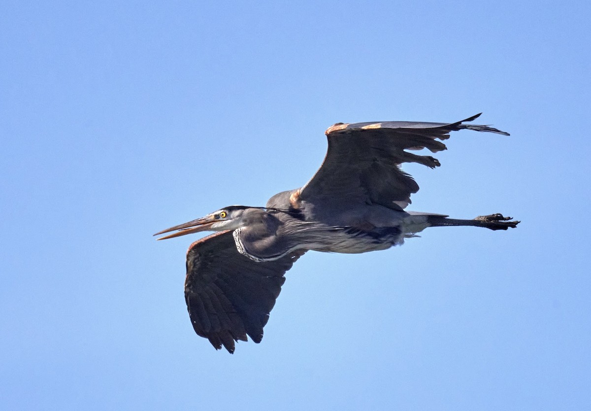 Great Blue Heron - terry VP