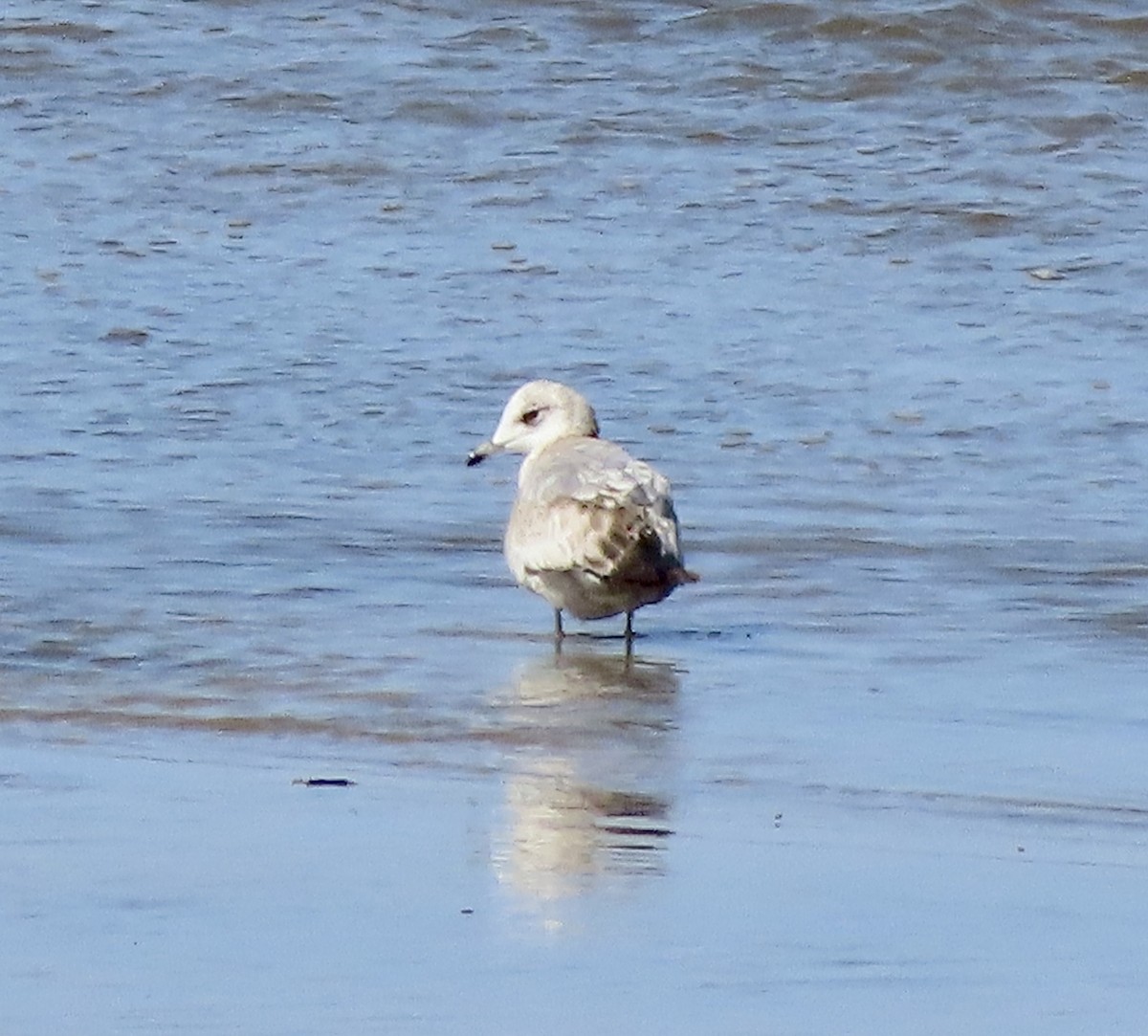 Short-billed Gull - ML615808585