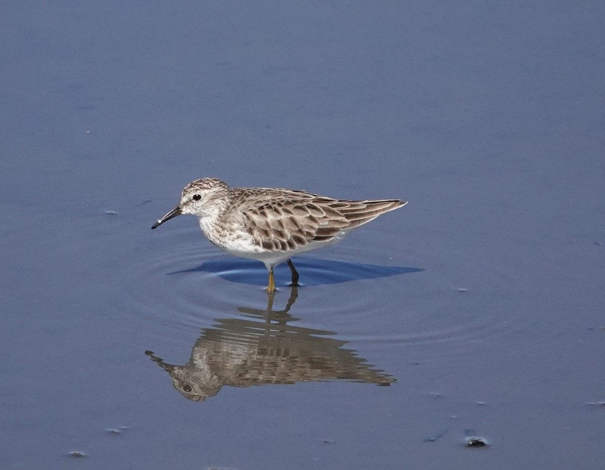 Least Sandpiper - ML615808597