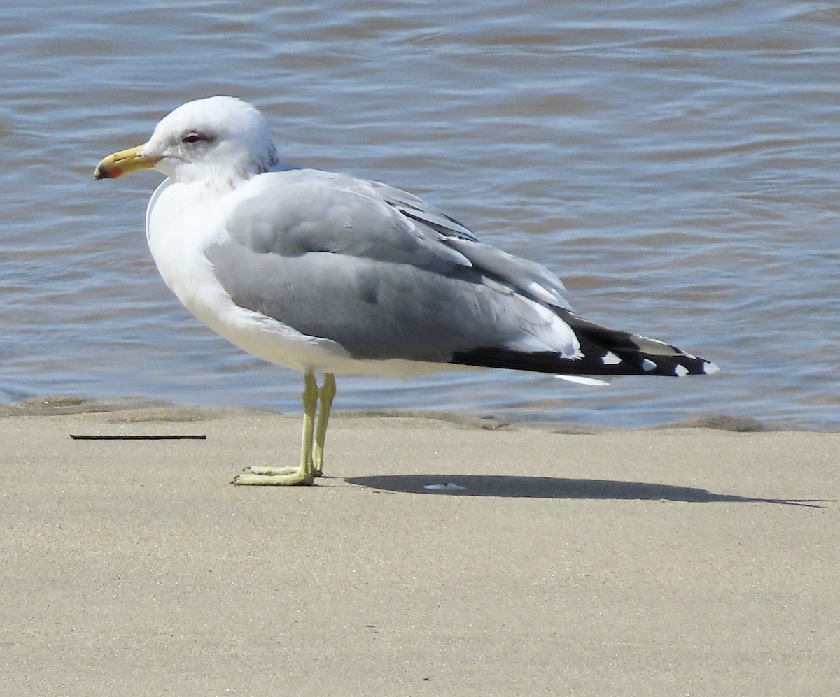 California Gull - ML615808618