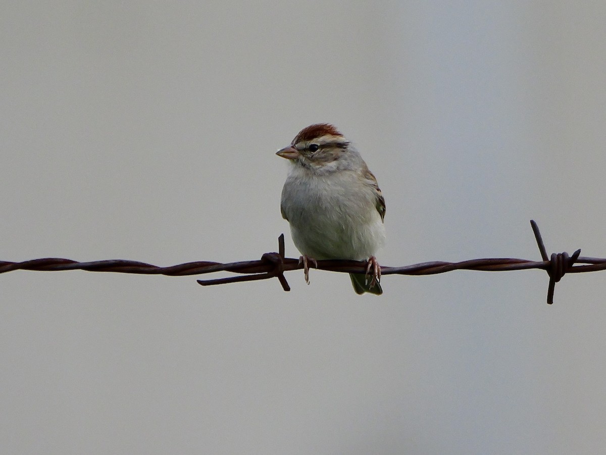 Chipping Sparrow - ML615808633