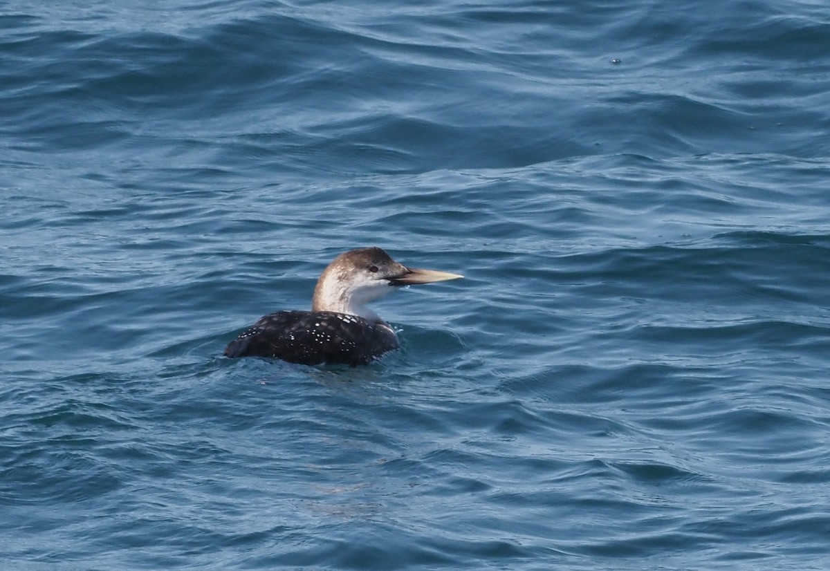 Yellow-billed Loon - James Maughn