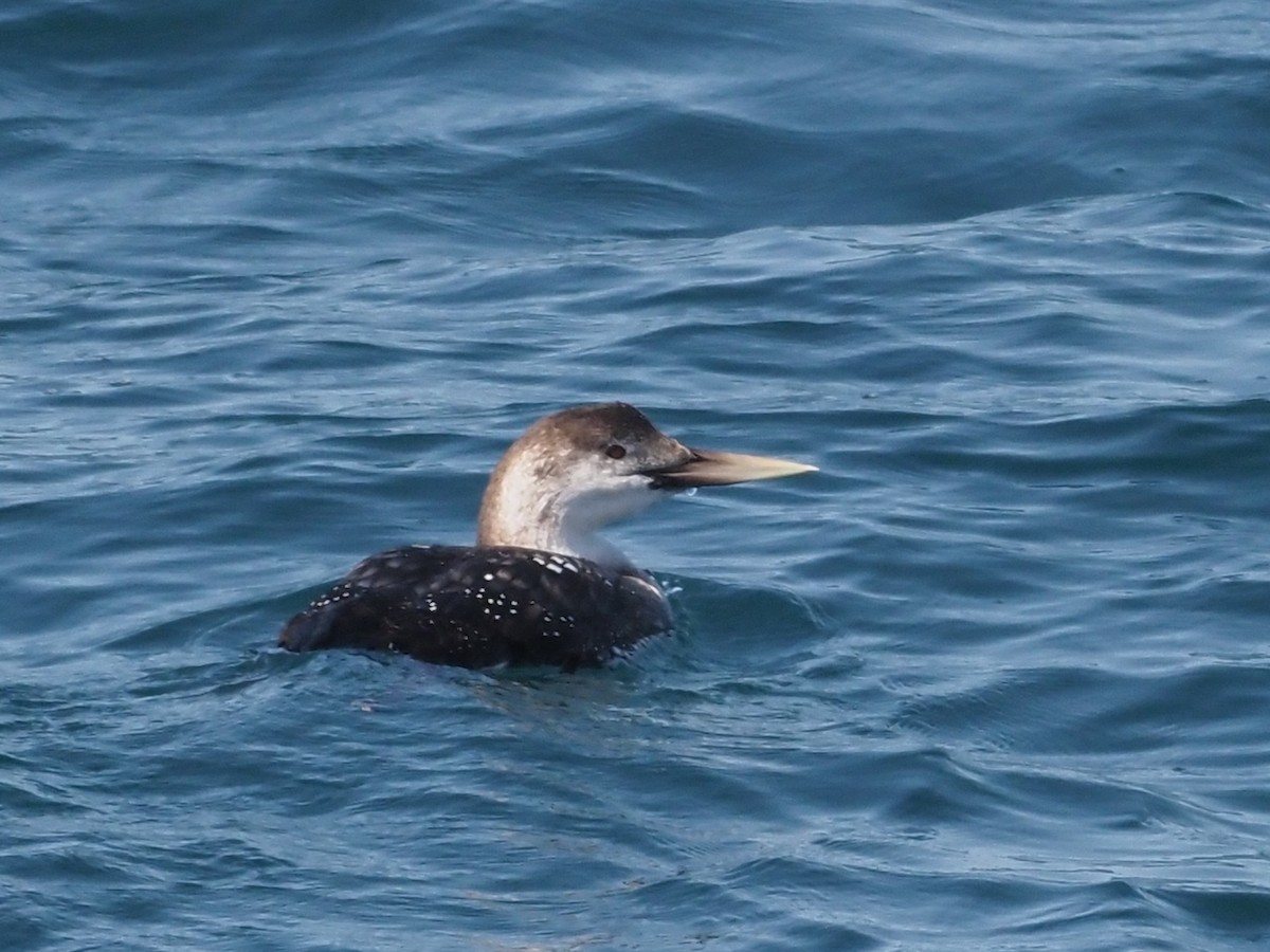 Yellow-billed Loon - James Maughn