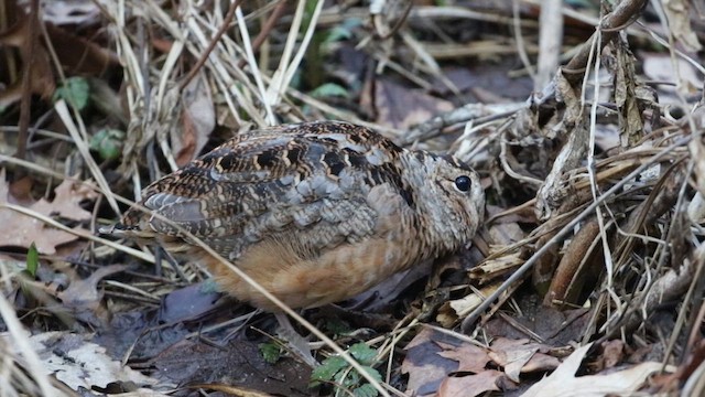 American Woodcock - ML615808772