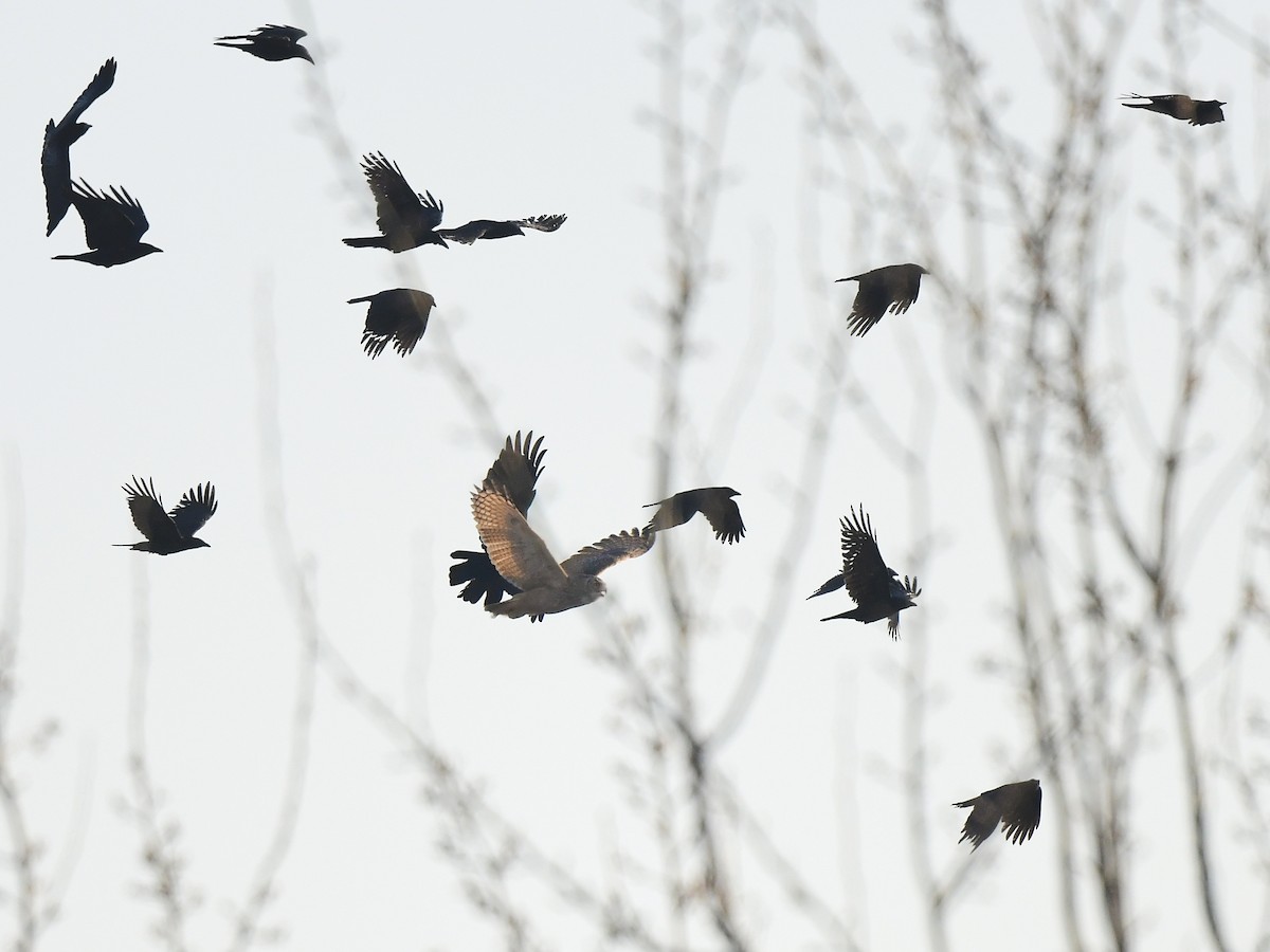 Eurasian Eagle-Owl - ML615808794