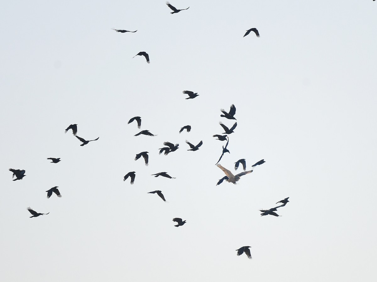 Eurasian Eagle-Owl - ML615808795