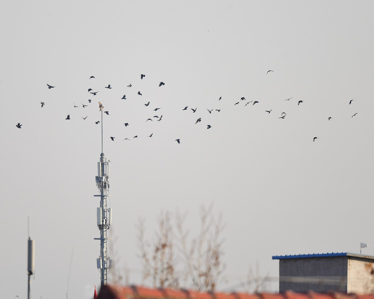 Eurasian Eagle-Owl - xiaobo wang