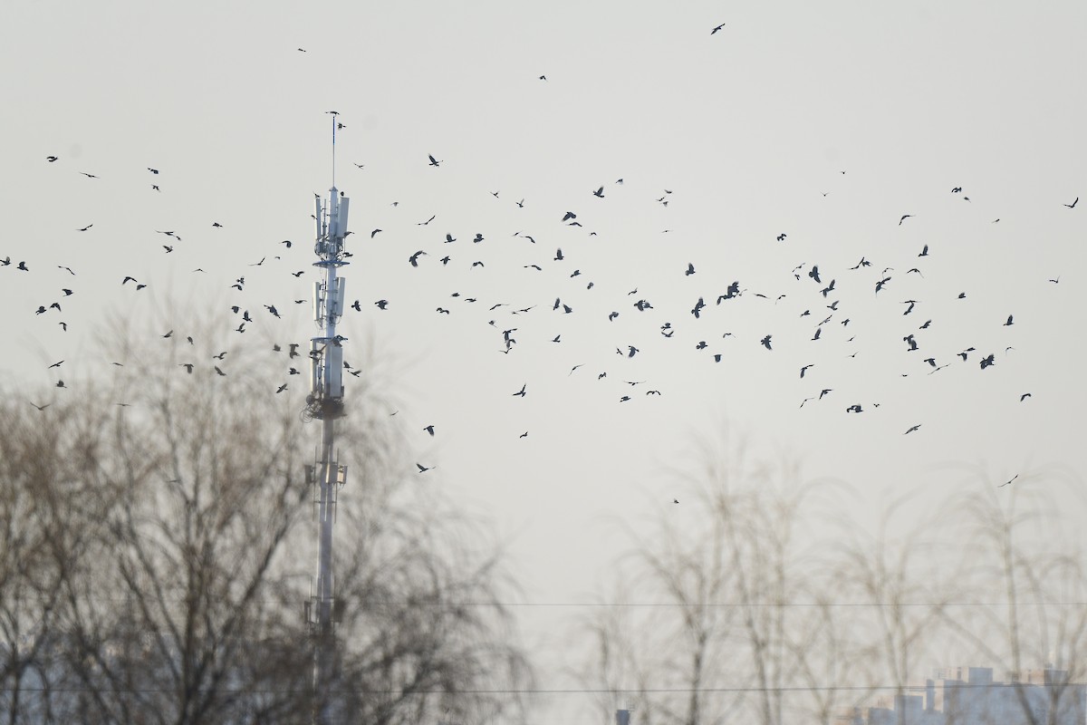 Eurasian Eagle-Owl - ML615808797