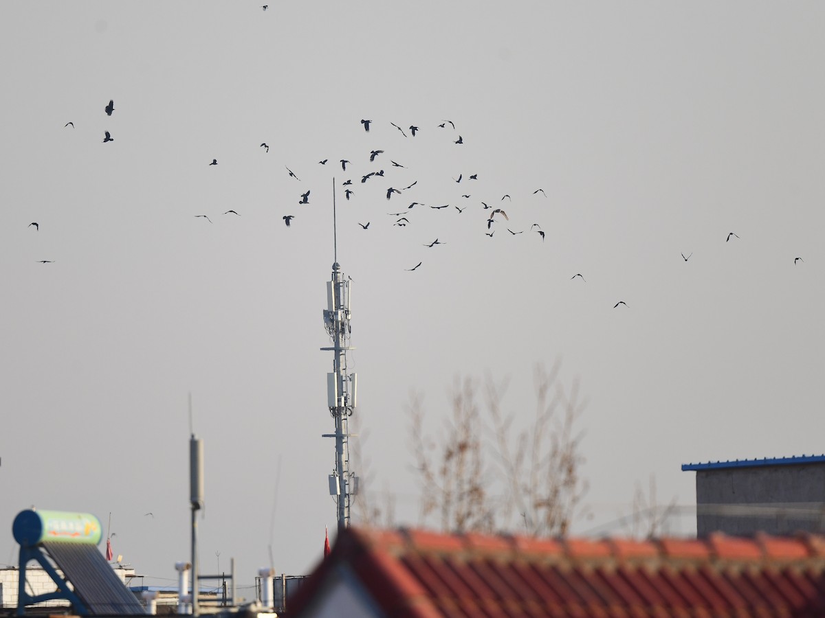 Eurasian Eagle-Owl - ML615808799