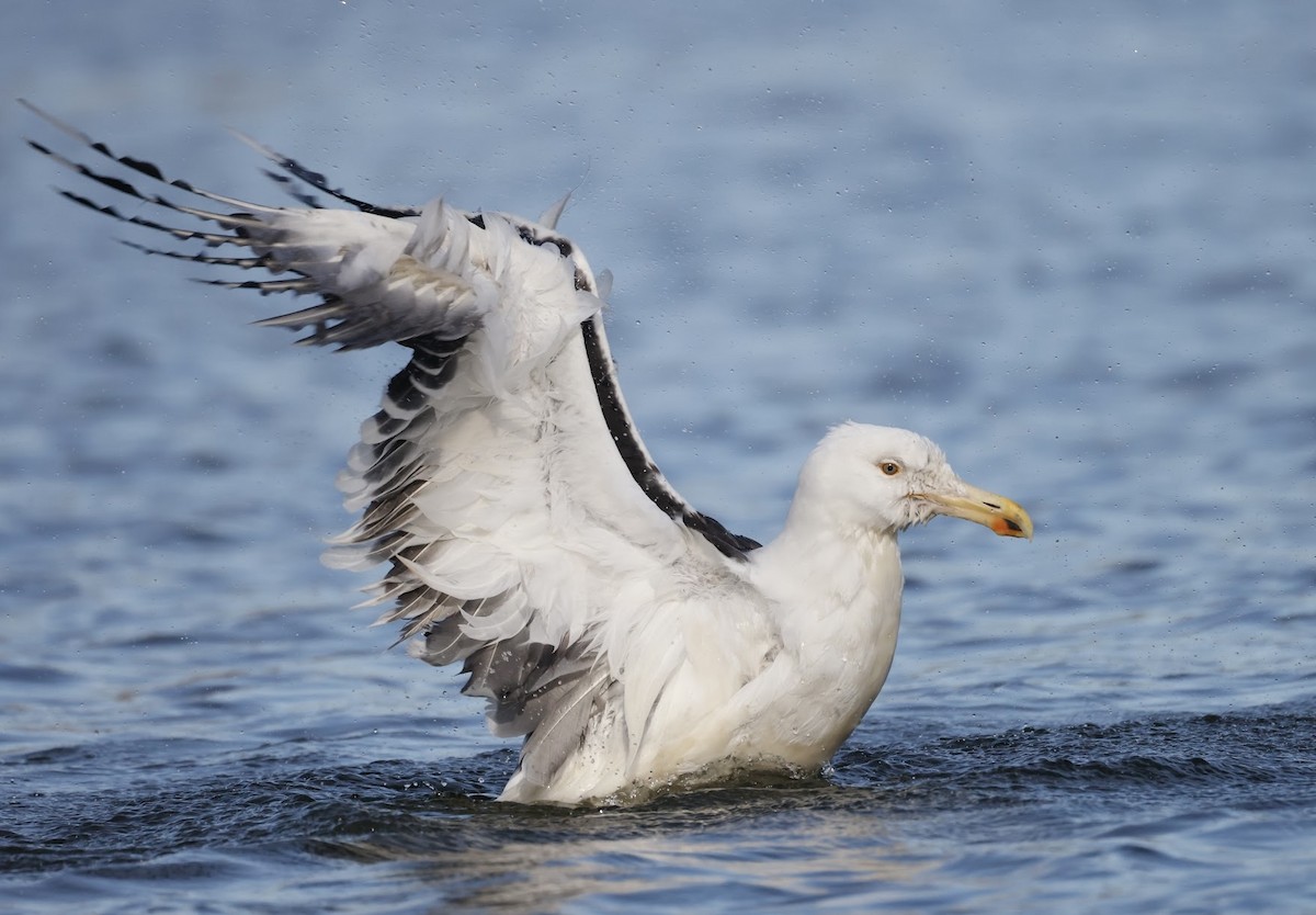 Great Black-backed Gull - ML615808825