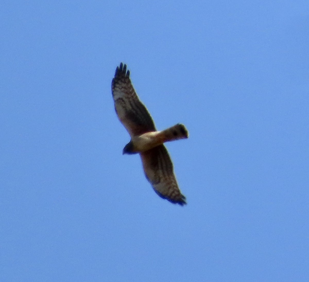 mørkmyrhauk - ML615808854