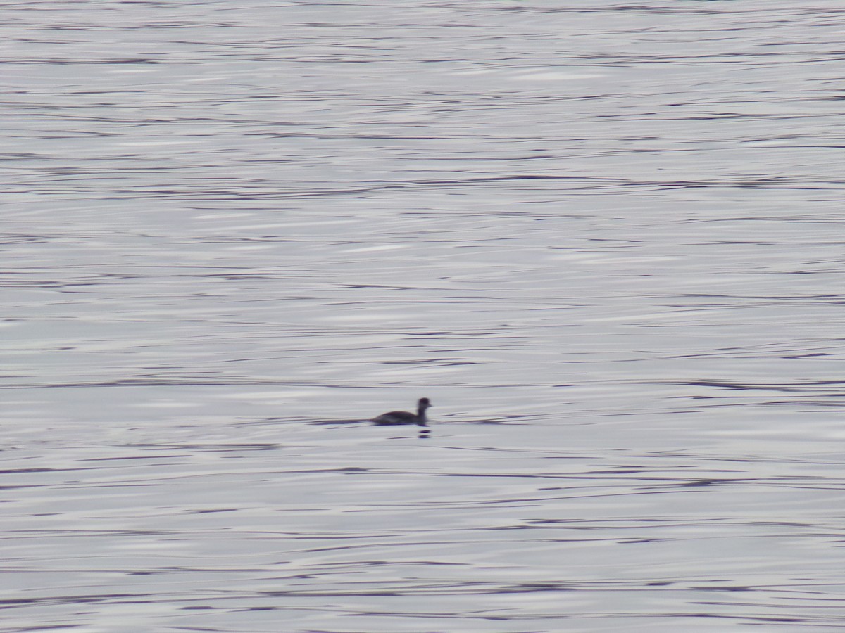 Red-necked Grebe - Koby Pearson-Bortle