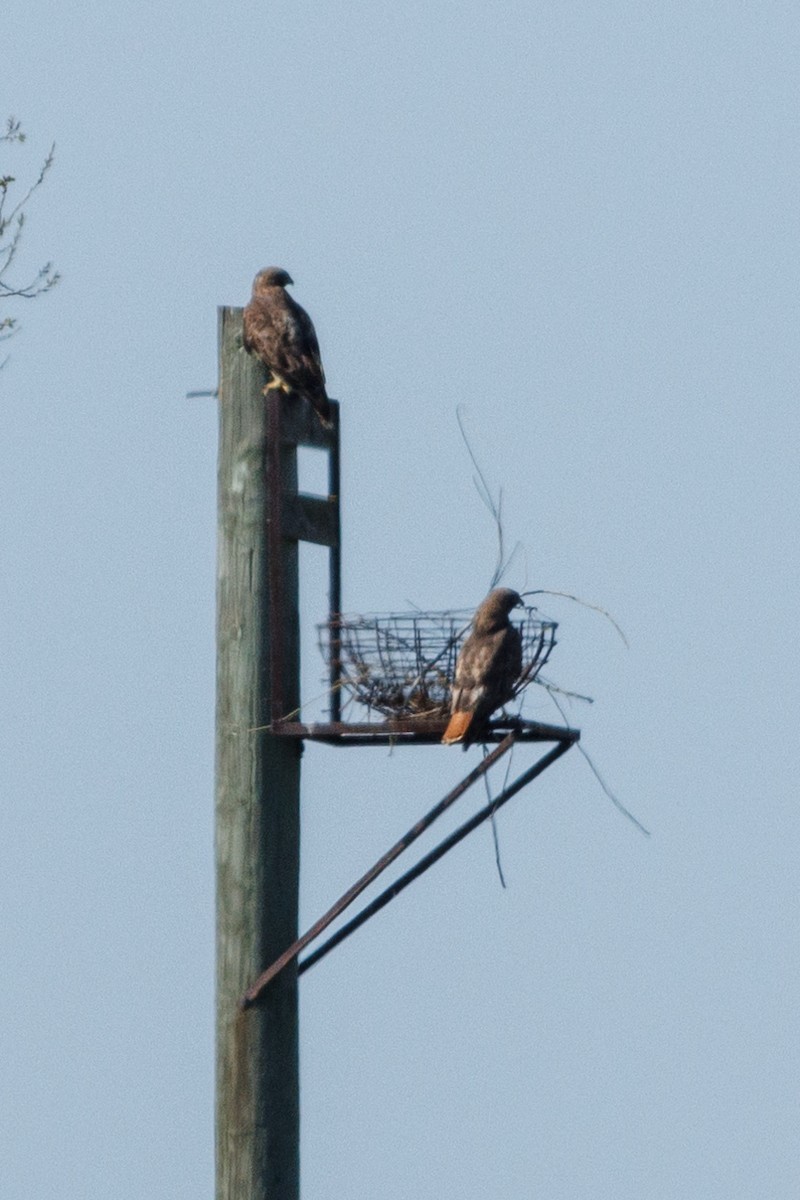 Red-tailed Hawk - ML615808909