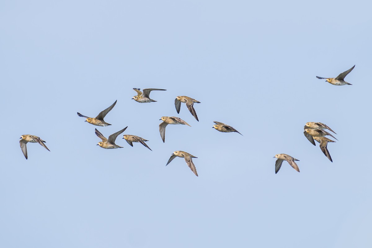 Pacific Golden-Plover - ML615808921