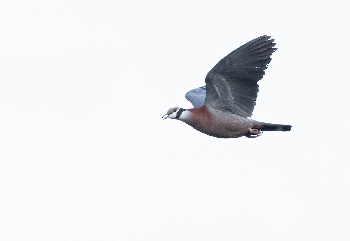 Collared Imperial-Pigeon - Tanya Hattingh