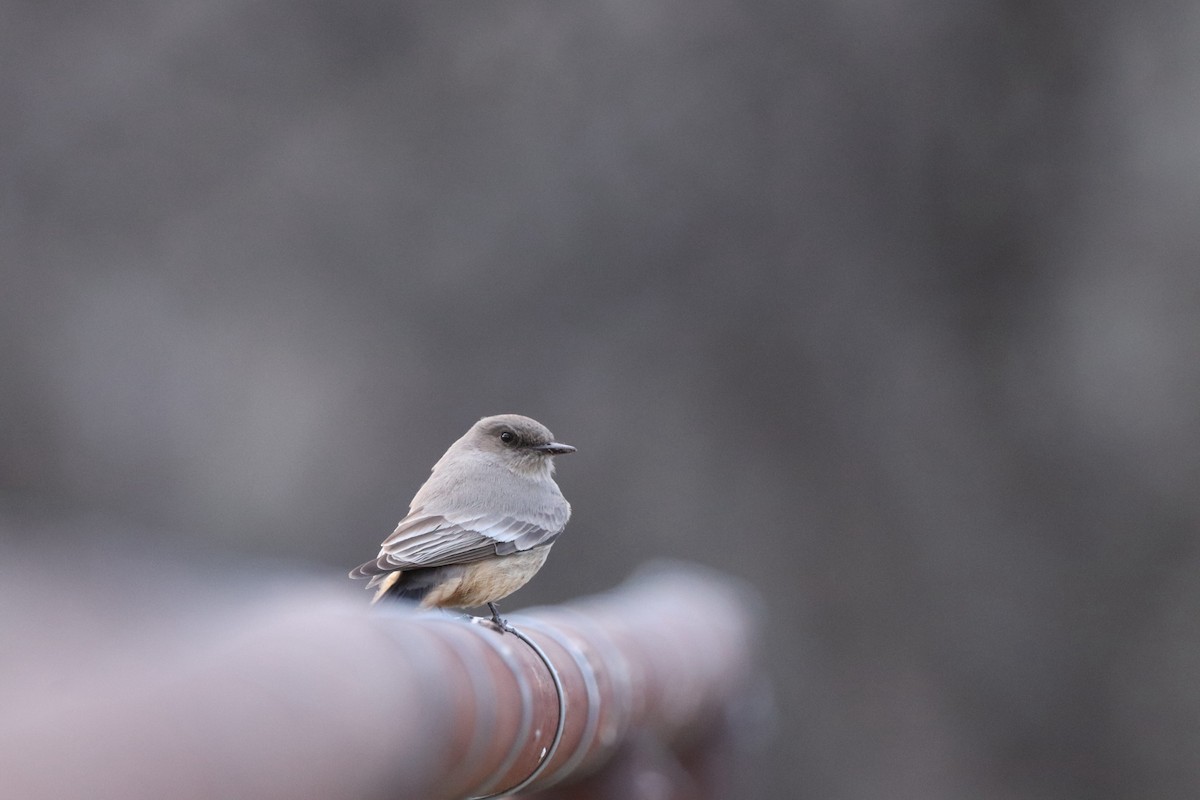 Say's Phoebe - ML615808970