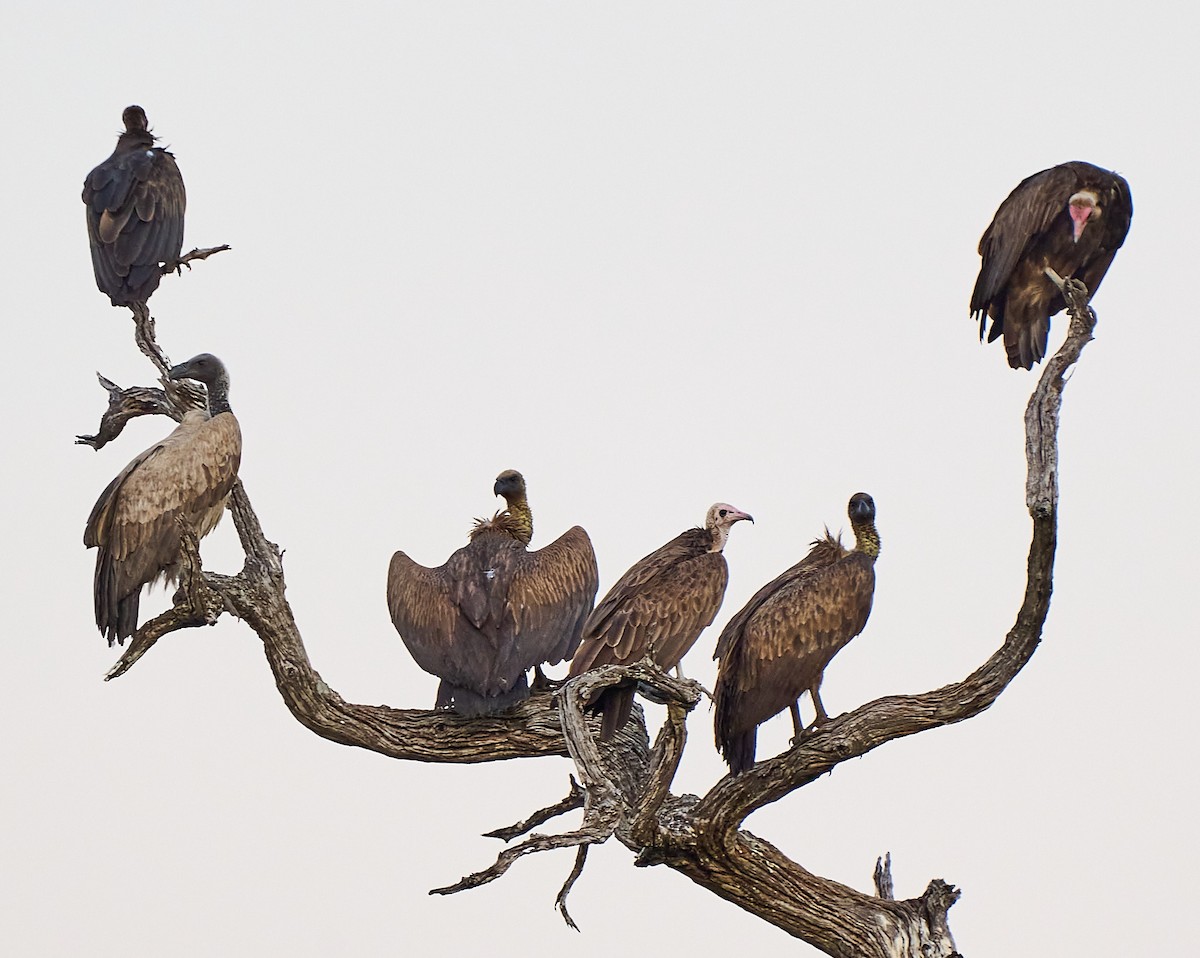 Hooded Vulture - Steven Cheong