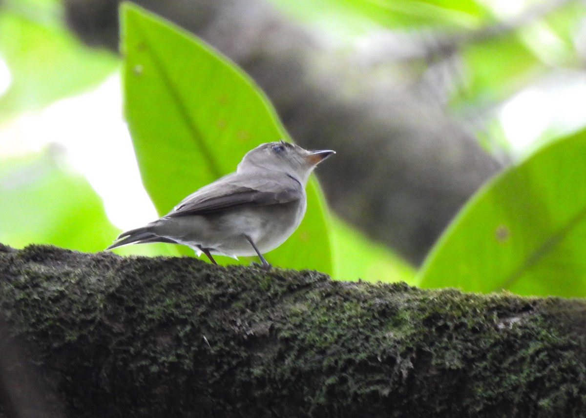 Asian Brown Flycatcher - ML615809015