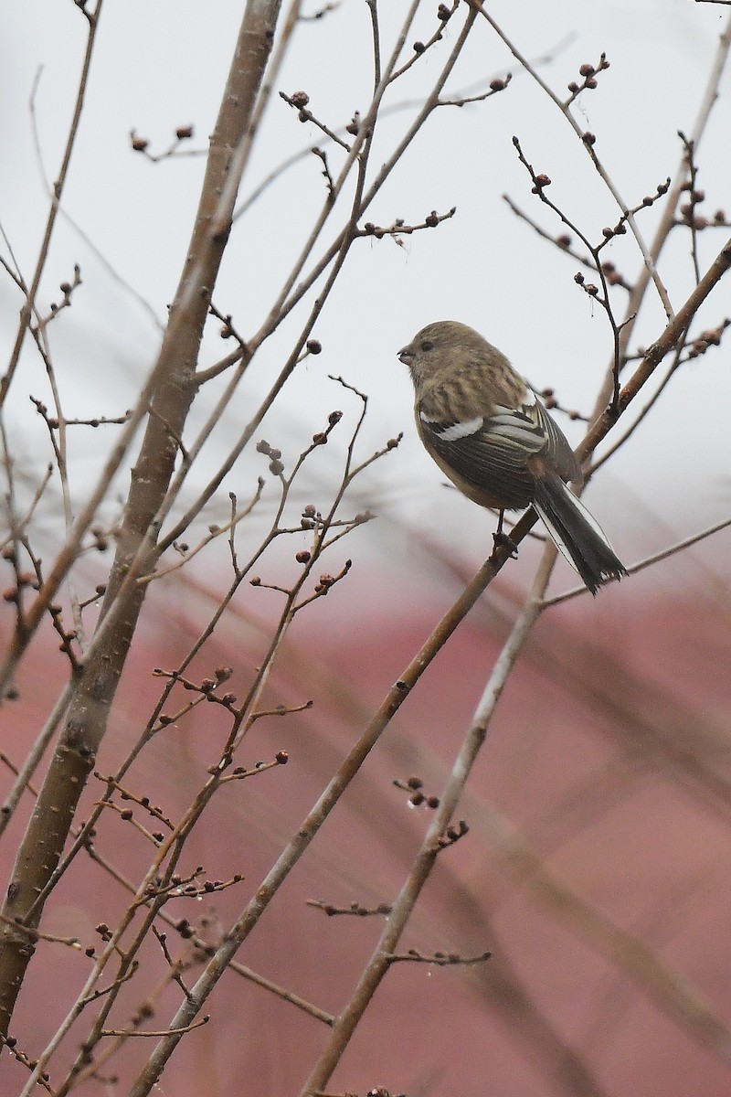 Long-tailed Rosefinch (Siberian) - ML615809085