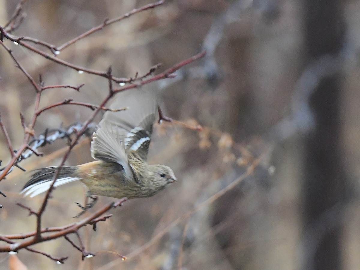 Long-tailed Rosefinch (Siberian) - xiaobo wang
