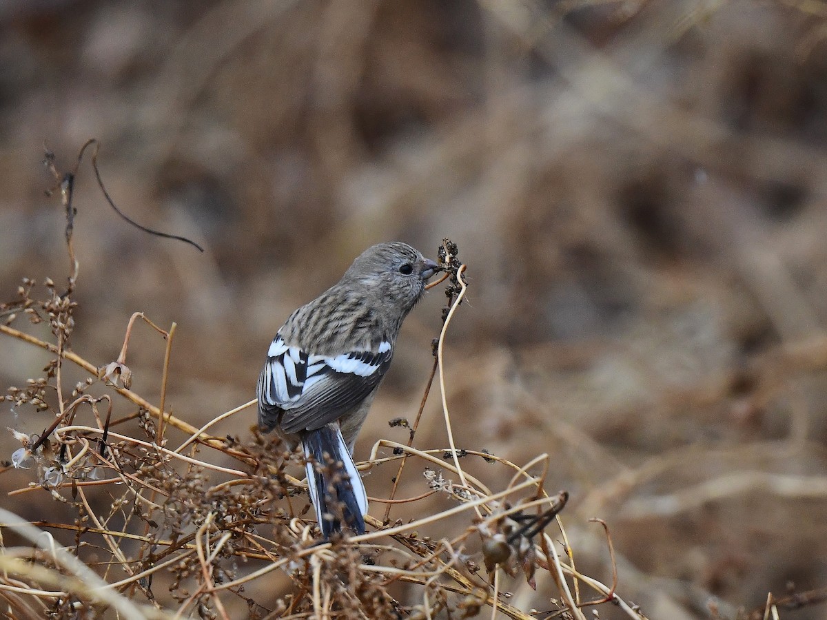 Long-tailed Rosefinch (Siberian) - ML615809087