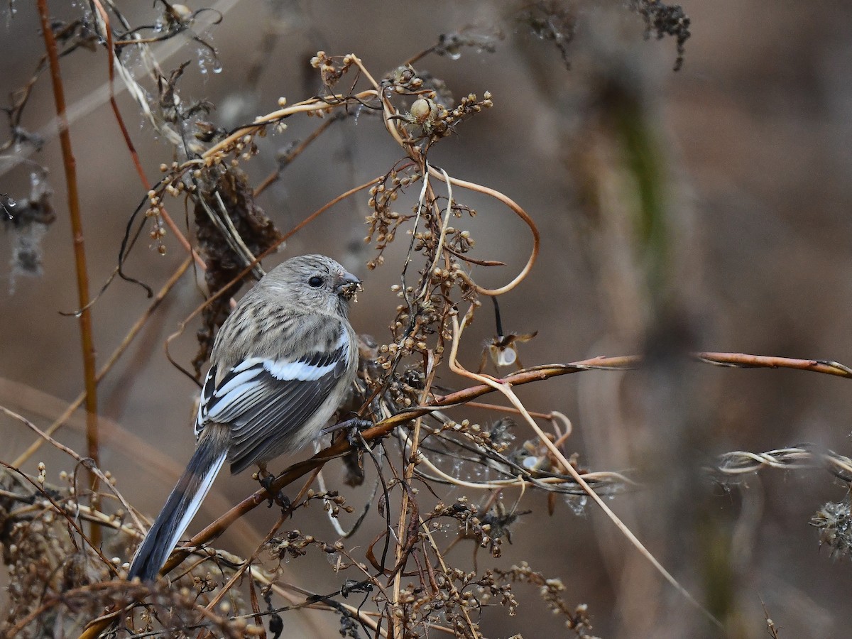 Long-tailed Rosefinch (Siberian) - xiaobo wang