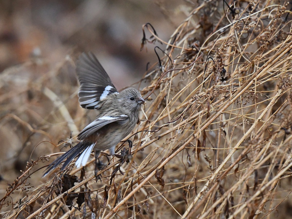 Long-tailed Rosefinch (Siberian) - ML615809090