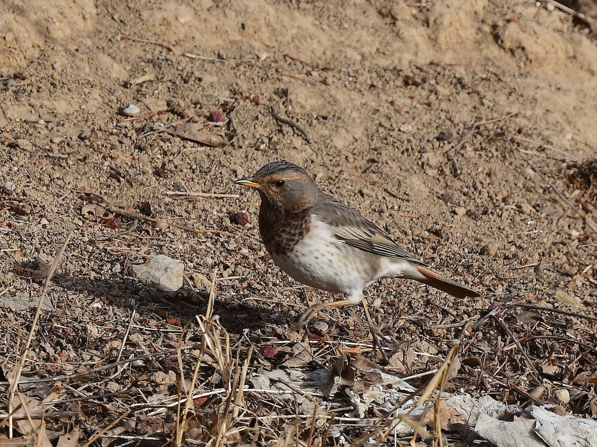 Red-throated Thrush - ML615809100