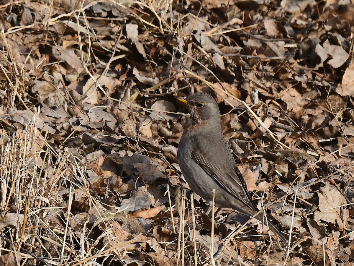 Red-throated Thrush - ML615809101