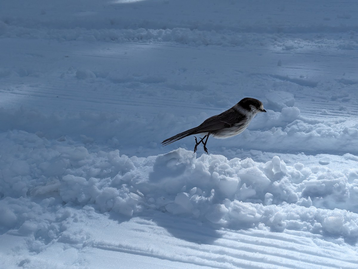 Canada Jay - Conrad Dark