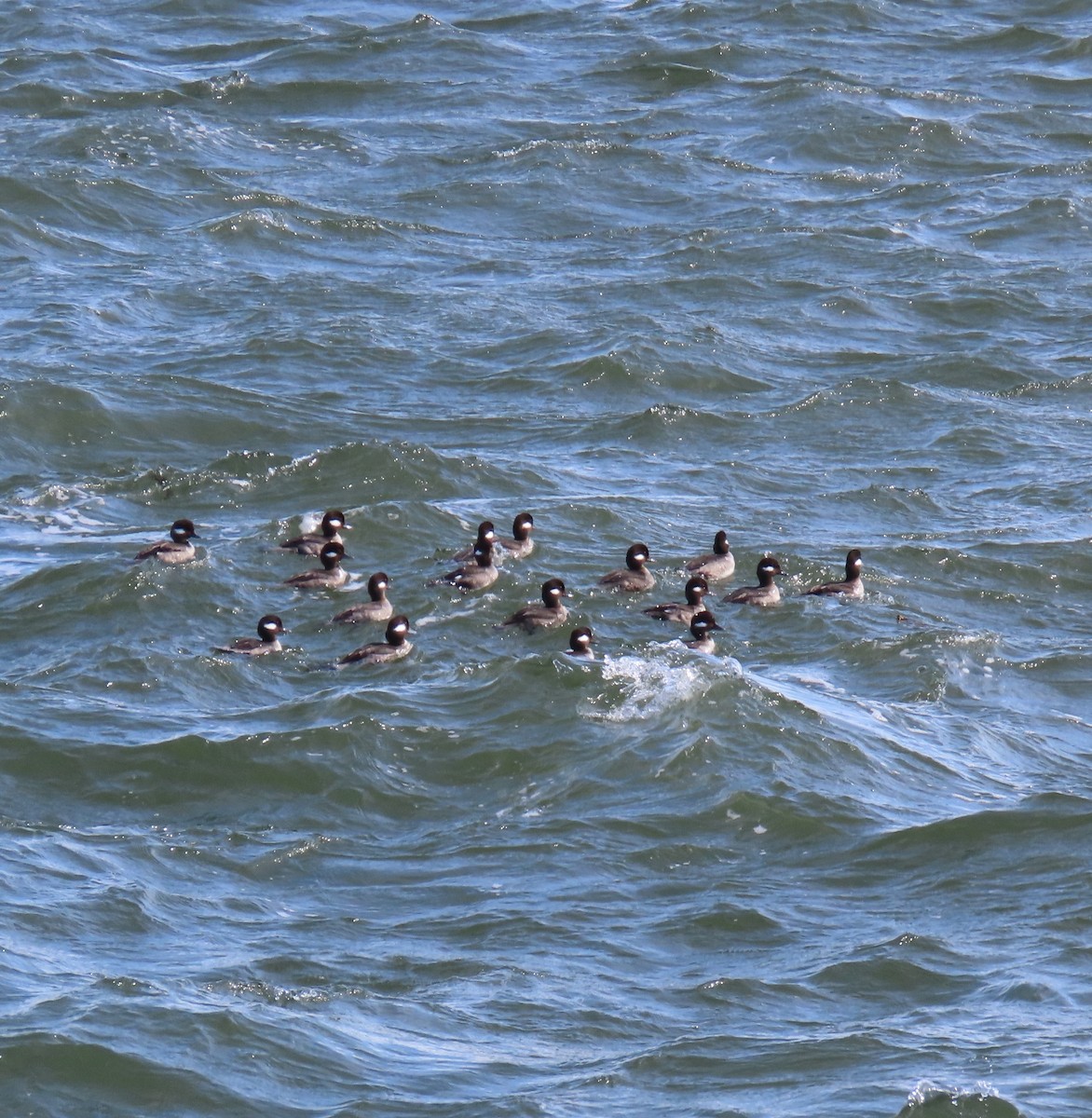 Bufflehead - ML615809213