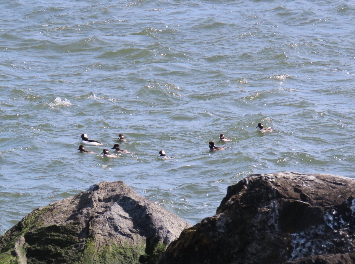 Bufflehead - Nelson Yoder