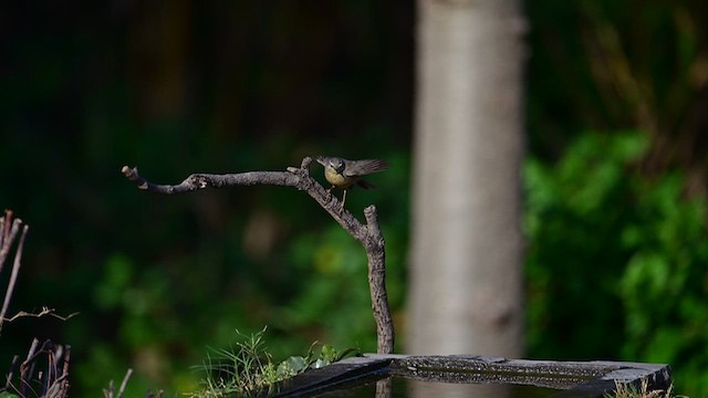 Sulphur-bellied Warbler - ML615809259