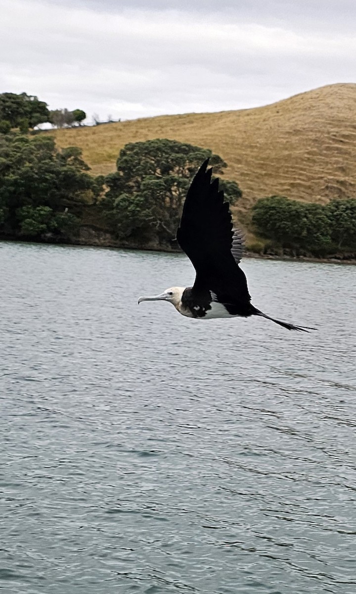 Lesser Frigatebird - ML615809270