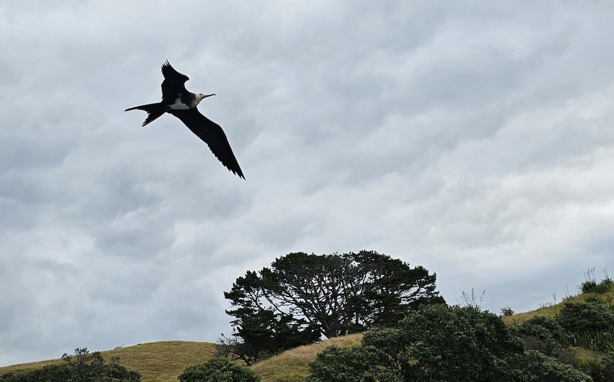 Lesser Frigatebird - ML615809271