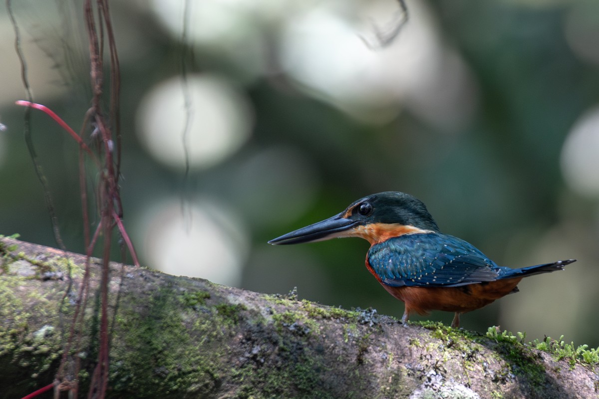 Green-and-rufous Kingfisher - Victor Castanho