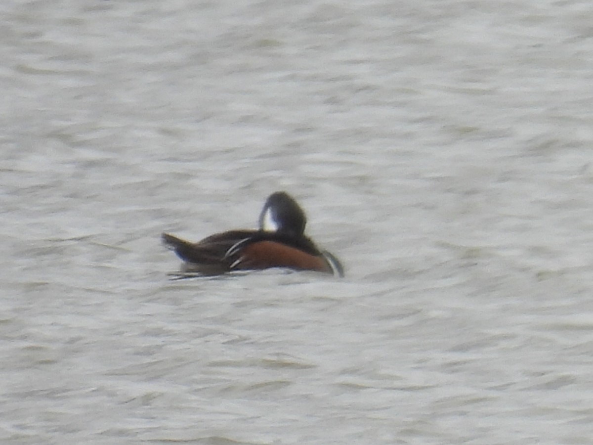 Hooded Merganser - ML615809276