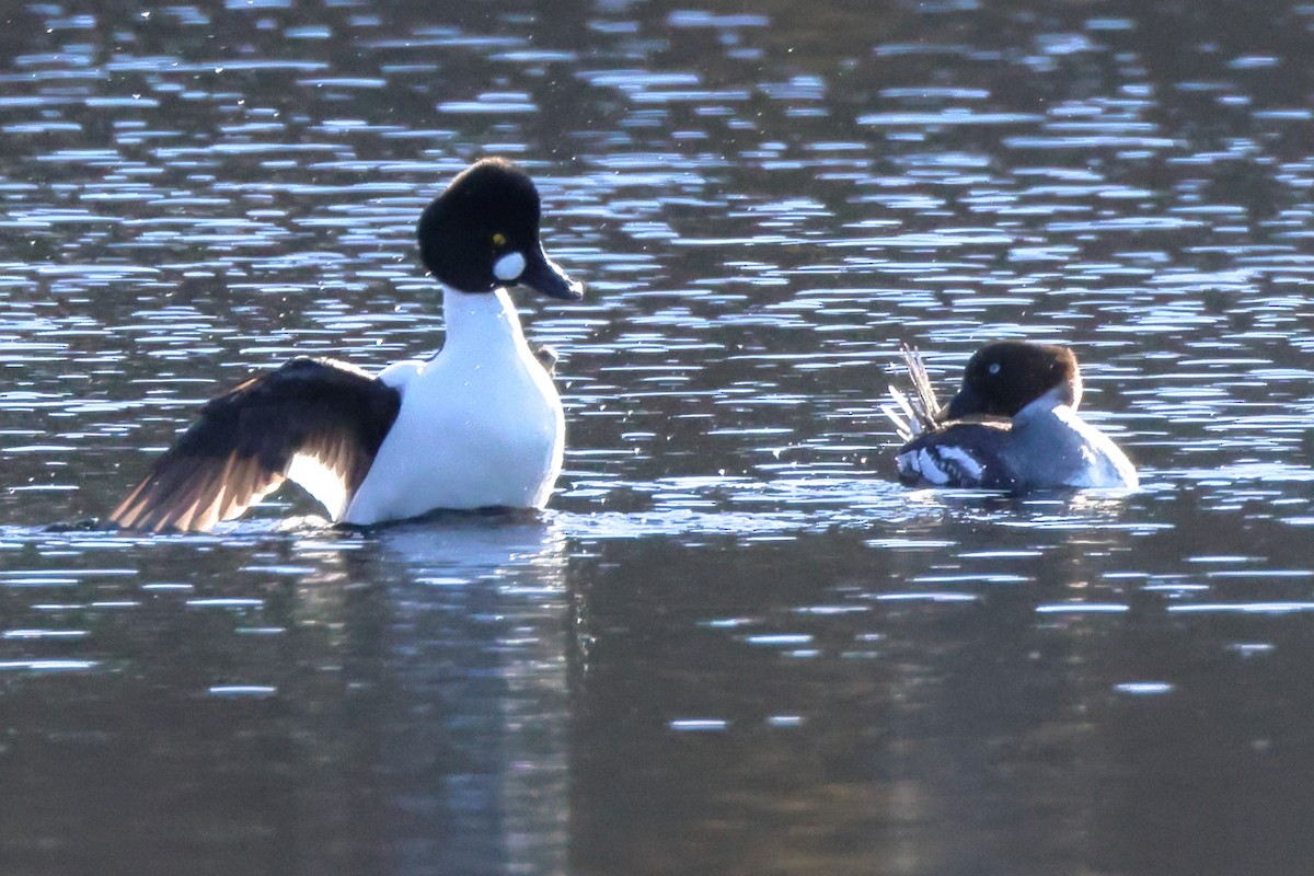 Common Goldeneye - ML615809367