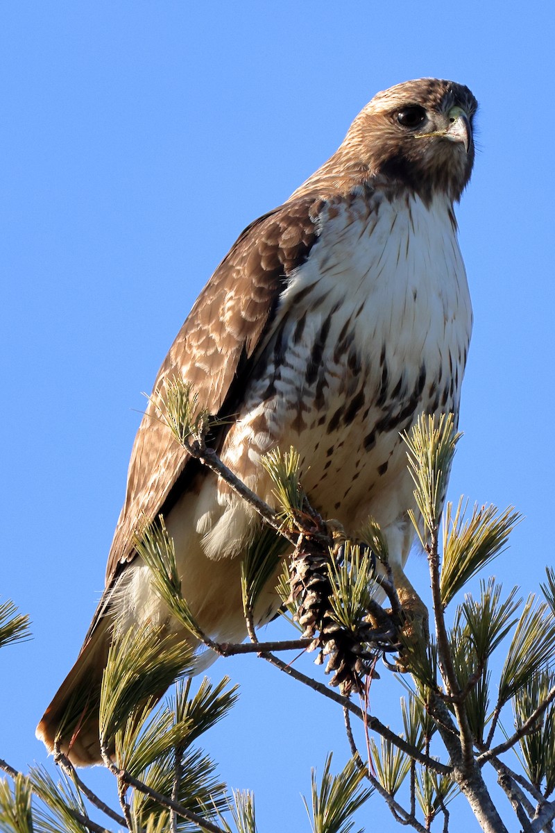 Rotschwanzbussard - ML615809372