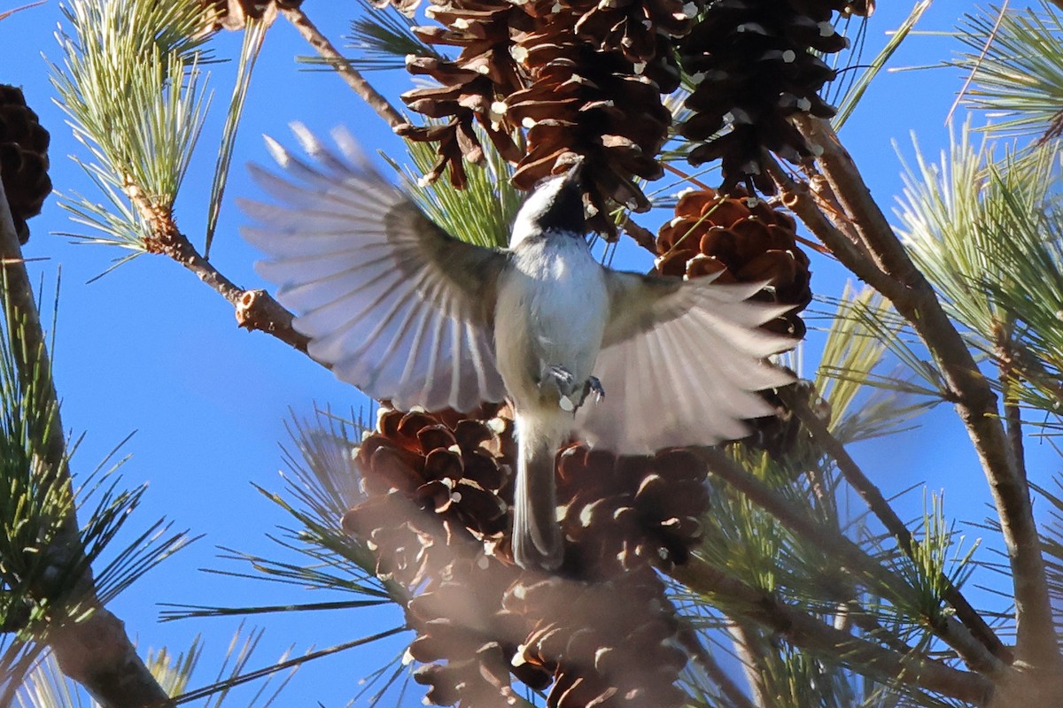 Black-capped Chickadee - Mark Miller