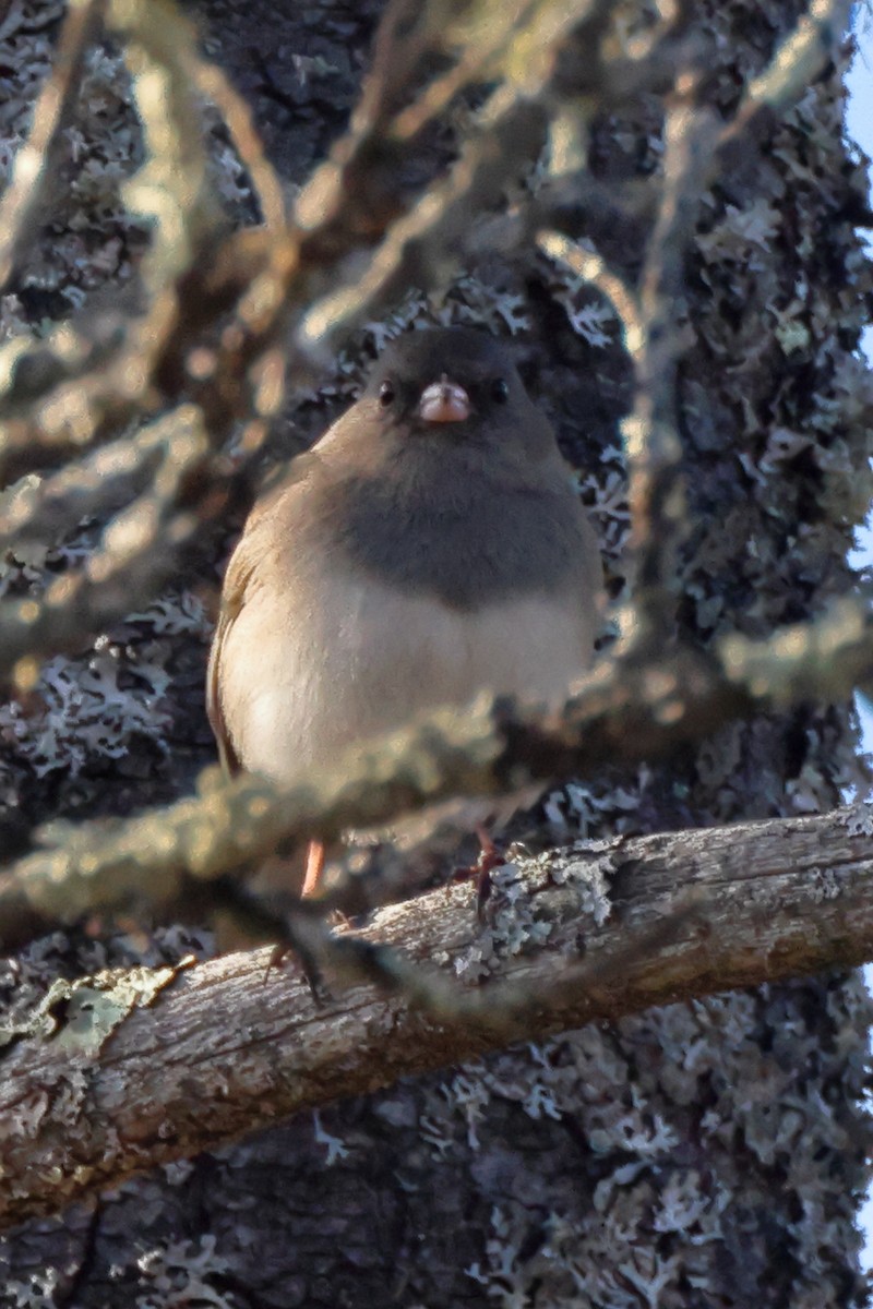 Dark-eyed Junco - Mark Miller