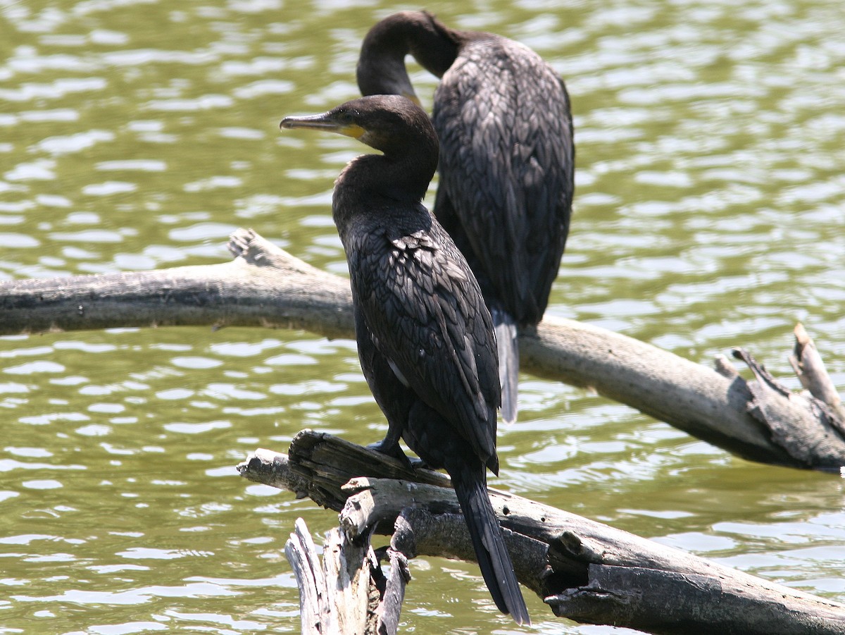 Neotropic Cormorant - James Flynn