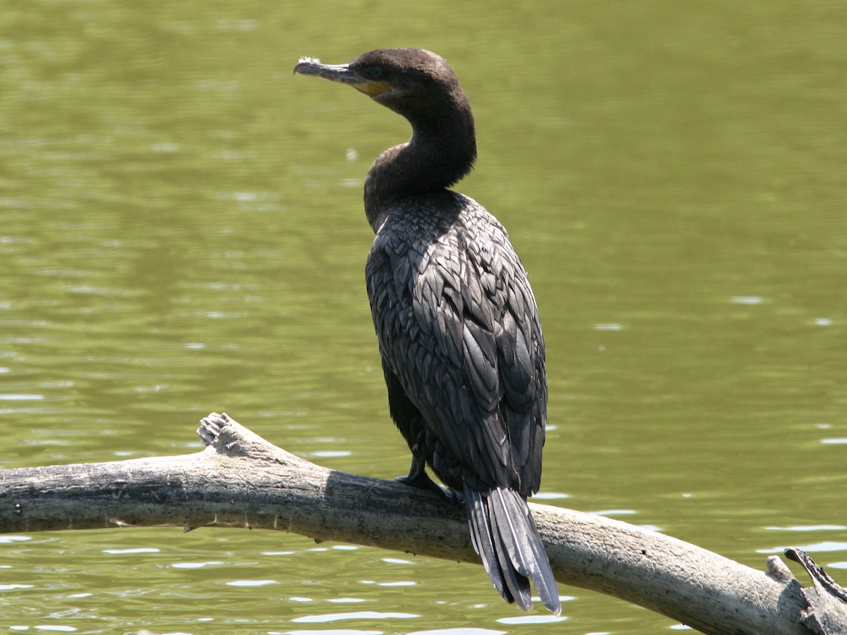 Neotropic Cormorant - ML615809400