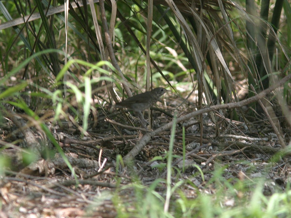 Gray-cheeked Thrush - ML615809401