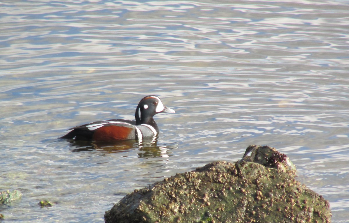 Harlequin Duck - ML615809458