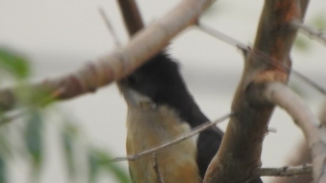 Pied Cuckoo - ML615809497