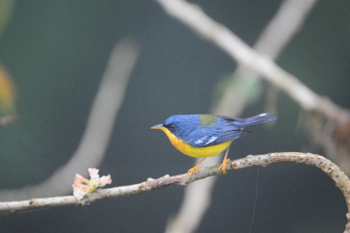 Tropical Parula - Michael Preston